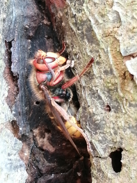 Vespa crabro - lódarázs