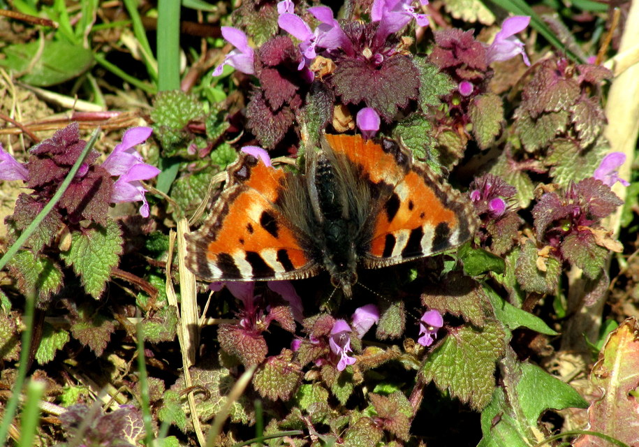 Nymphalis urticae - kis rókalepke