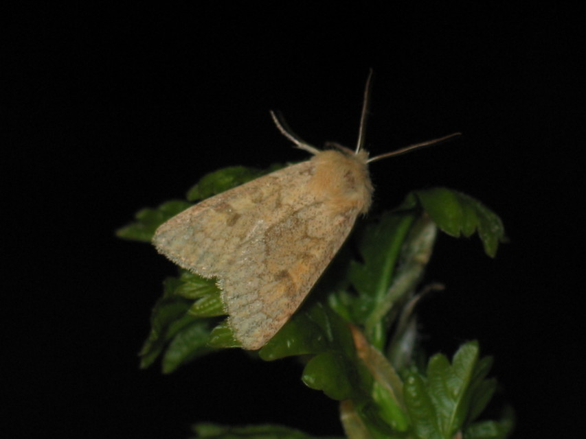 Orthosia miniosa - sárgás barkabagoly