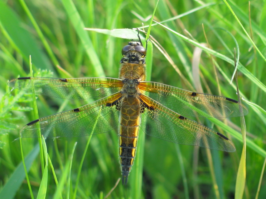 Libellula quadrimaculata - négyfoltos laposacsa