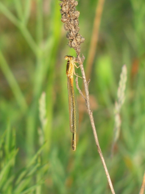 Ischnura pumilio - apró légivadász