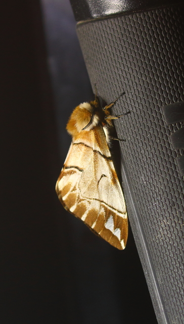 Endromis versicolora - tarkaszövő
