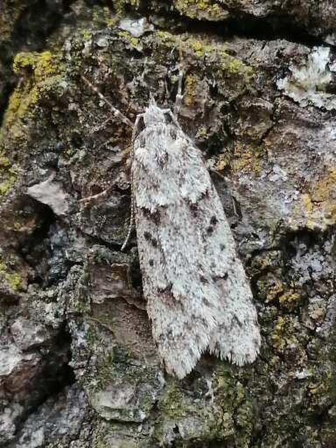 Diurnea fagella - szürke tavaszimoly