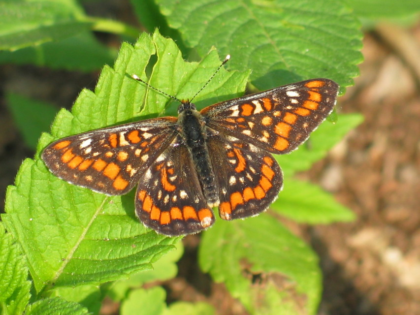 Euphydryas maturna - díszes tarkalepke