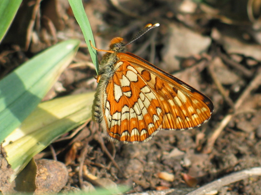 Euphydryas maturna - díszes tarkalepke