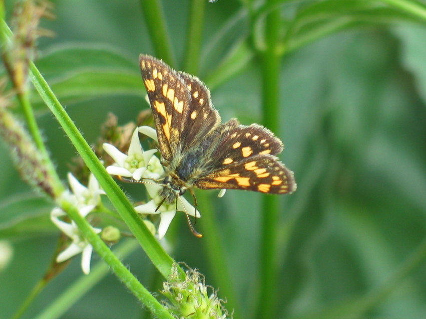 Carterocephalus palaemon - kockás busalepke