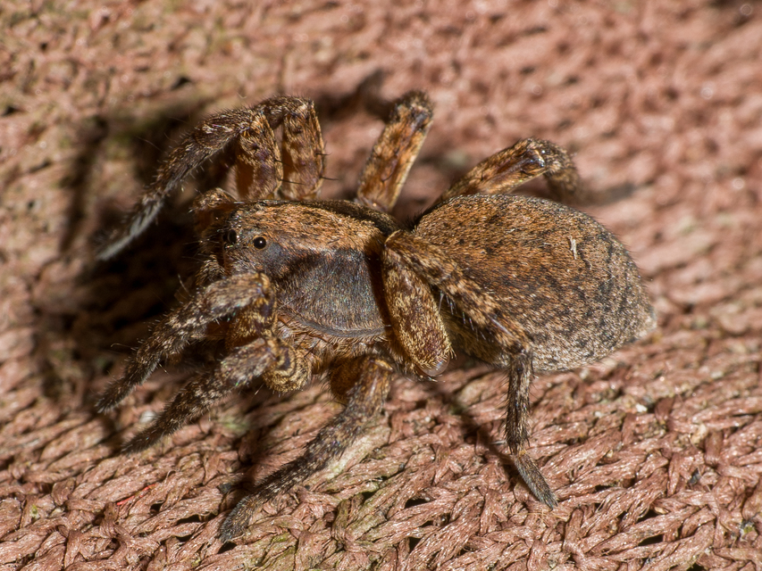 Alopecosa sulzeri