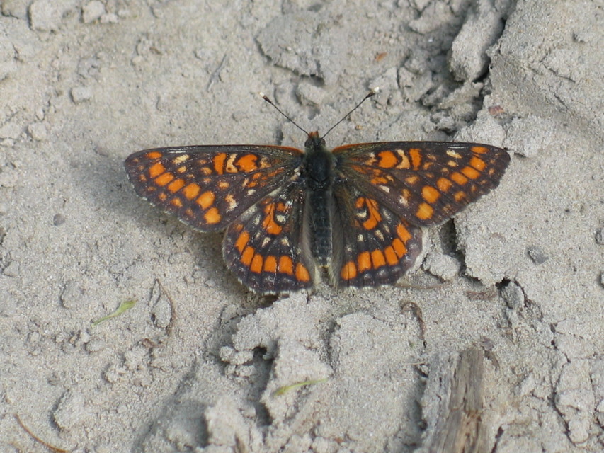 Euphydryas maturna - díszes tarkalepke