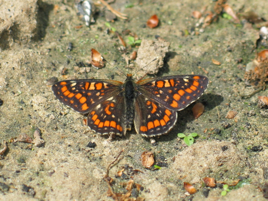 Euphydryas maturna - díszes tarkalepke