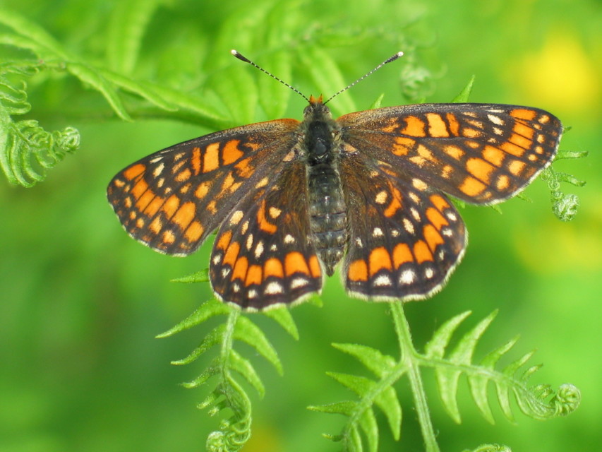 Euphydryas maturna - díszes tarkalepke