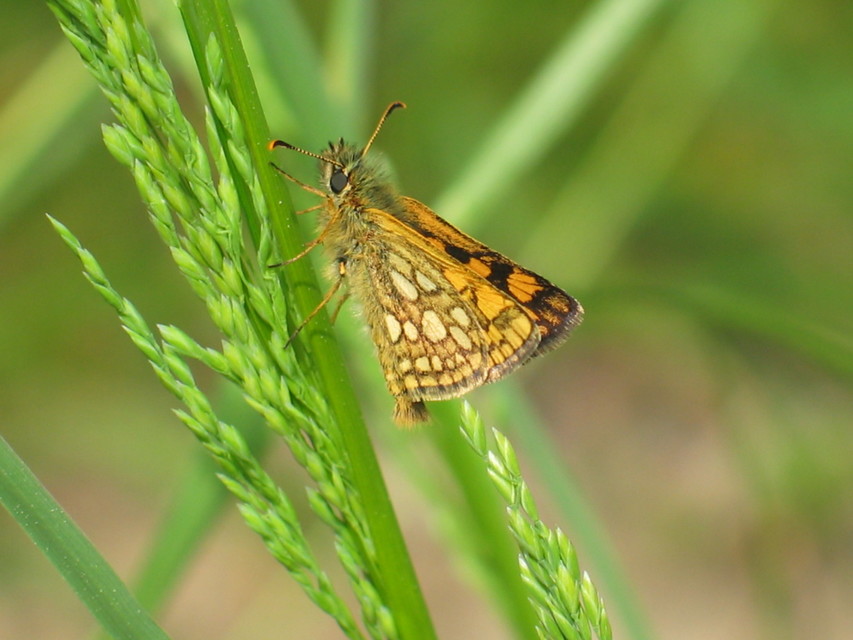 Carterocephalus palaemon - kockás busalepke