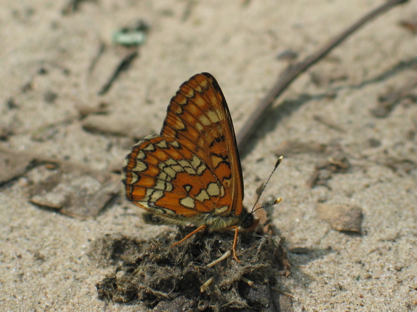 Euphydryas maturna - díszes tarkalepke