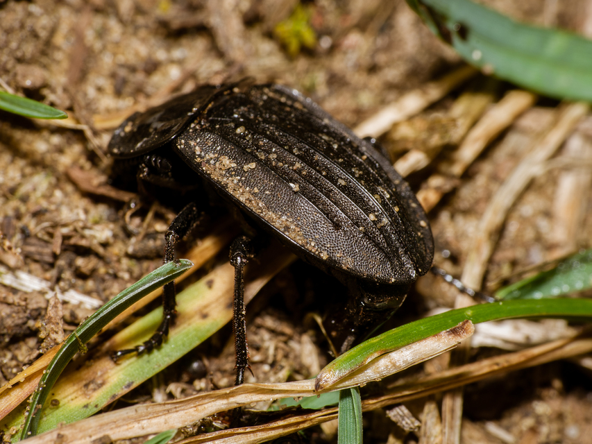 Silpha carinata - karimás dögbogár