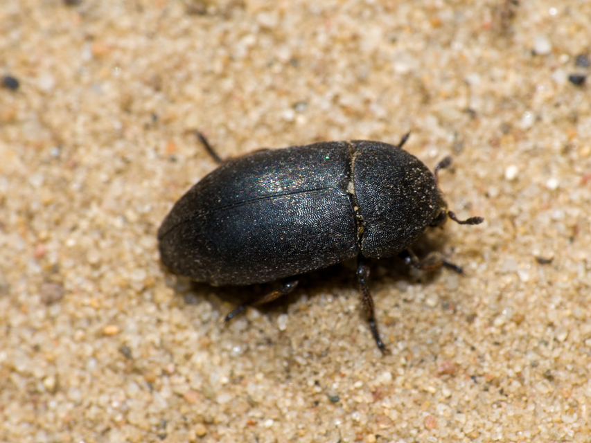 Dermestes laniarius - gyászos porva