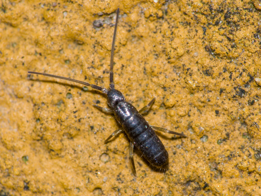 Tomoceridae