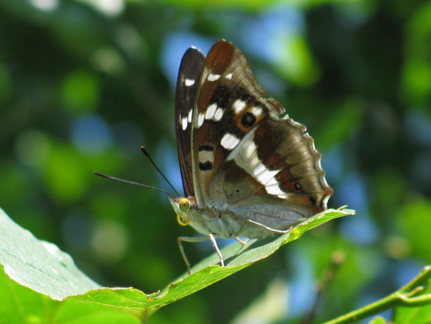 Apatura iris - nagy színjátszólepke