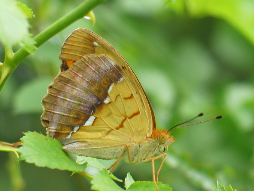 Argynnis laodice - keleti gyöngyházlepke