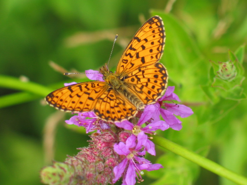 Boloria selene - fakó gyöngyházlepke