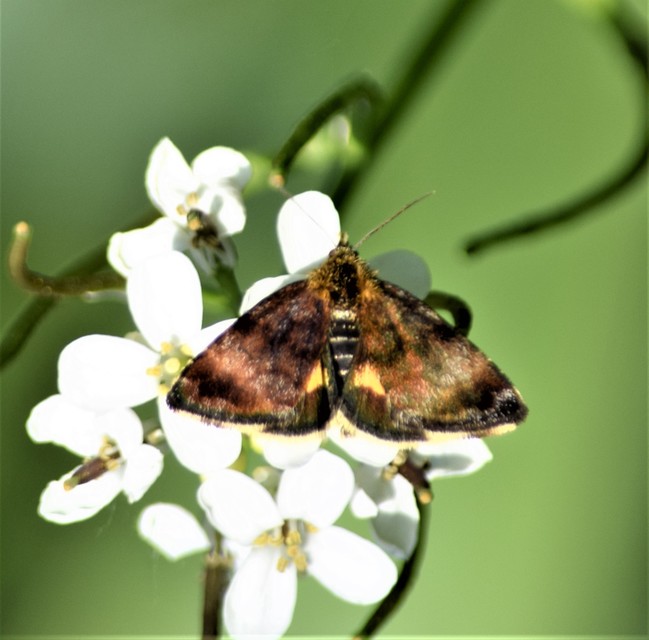 Panemeria tenebrata - apró sárgabagoly