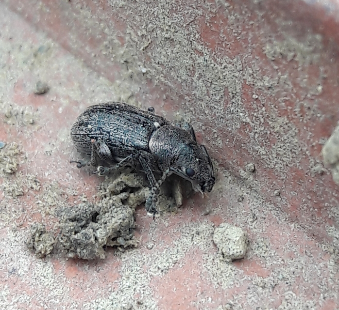 Phyllobius pyri - gyümölcsfa-levélormányos