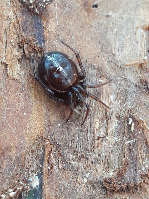 Steatoda bipunctata - kétpettyes faggyúpók