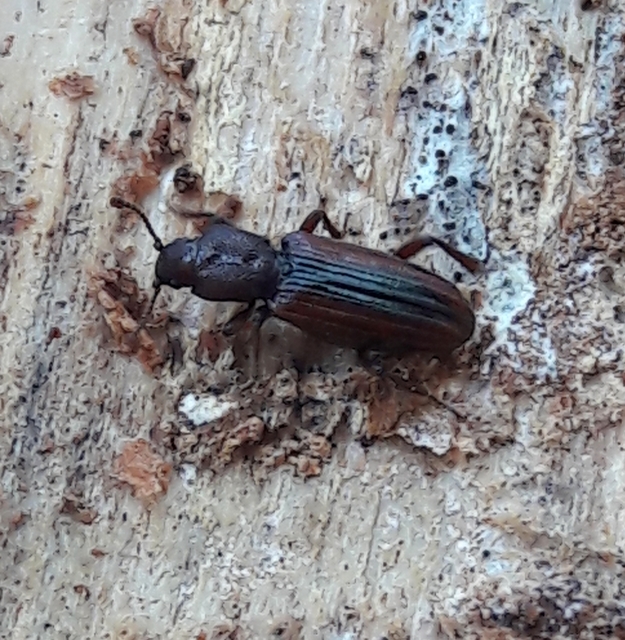 Bothrideres bipunctatus - szívnyakú humuszbogár