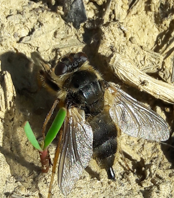 Oestridae - bagócslegyek