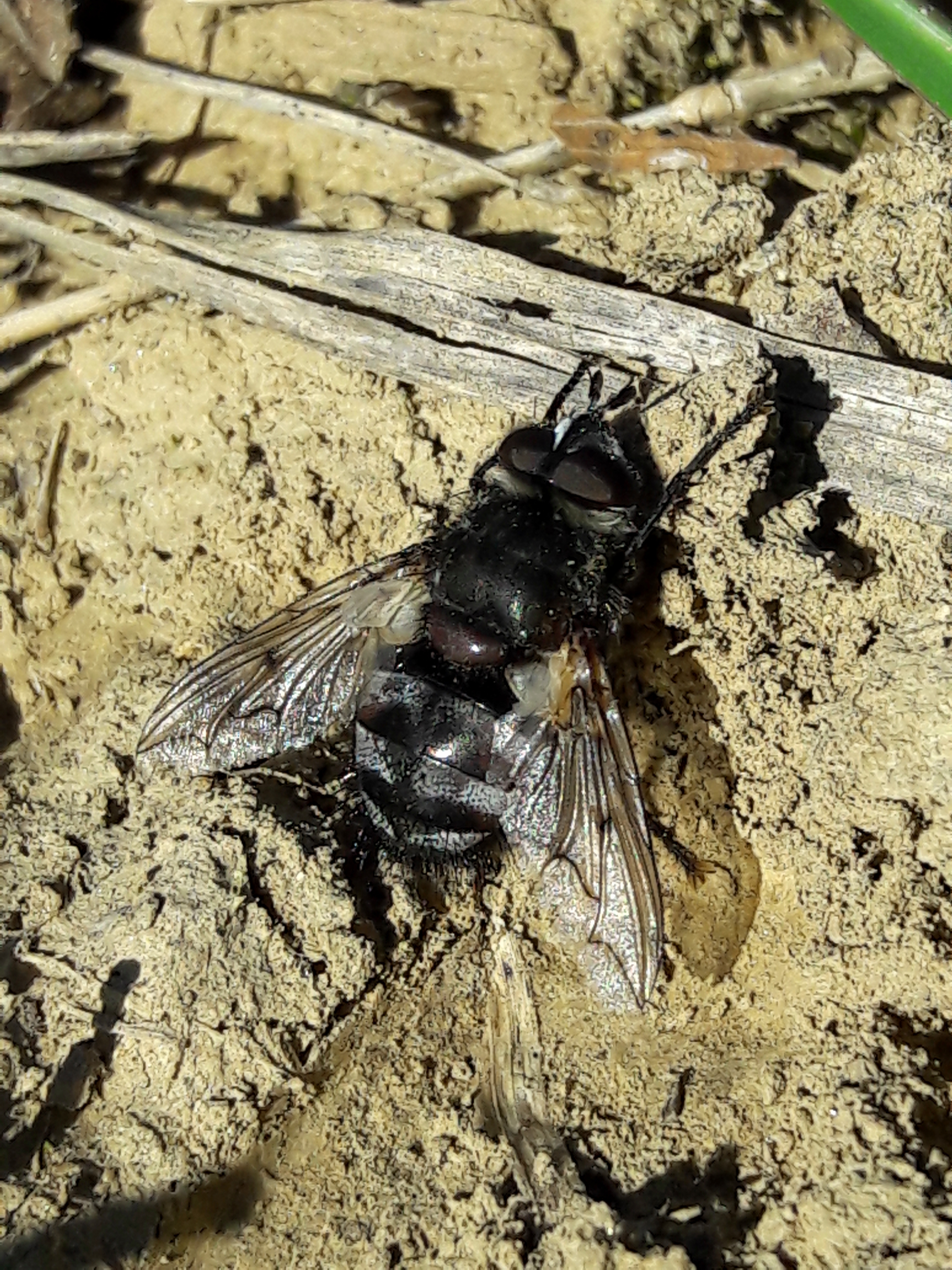 Ernestia puparum