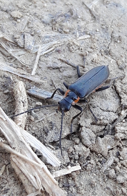 Cantharis obscura - sötét lágybogár