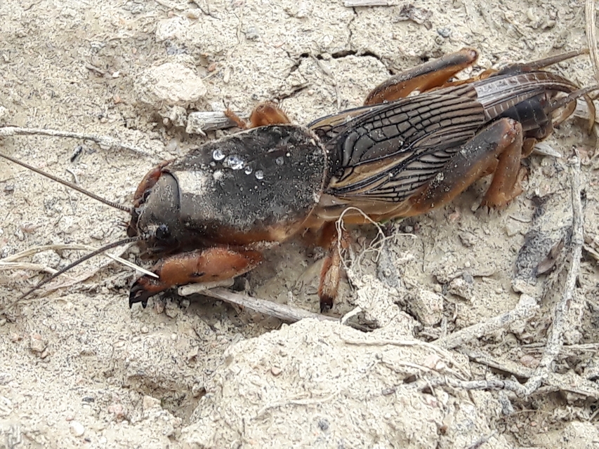 Gryllotalpa