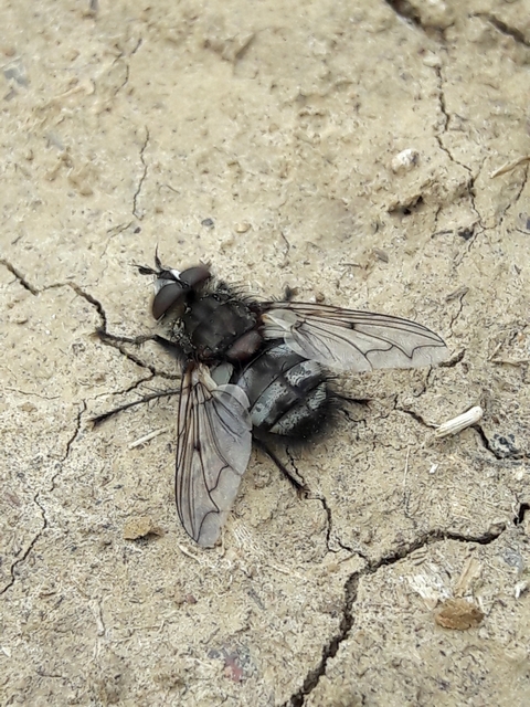 Ernestia puparum