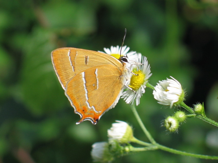 Thecla betulae - nyírfalepke