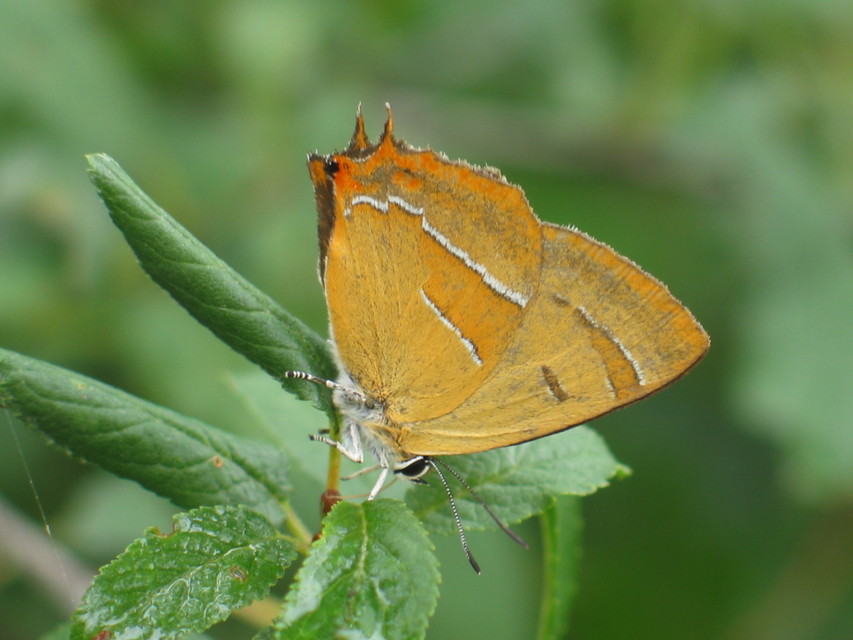 Thecla betulae - nyírfalepke