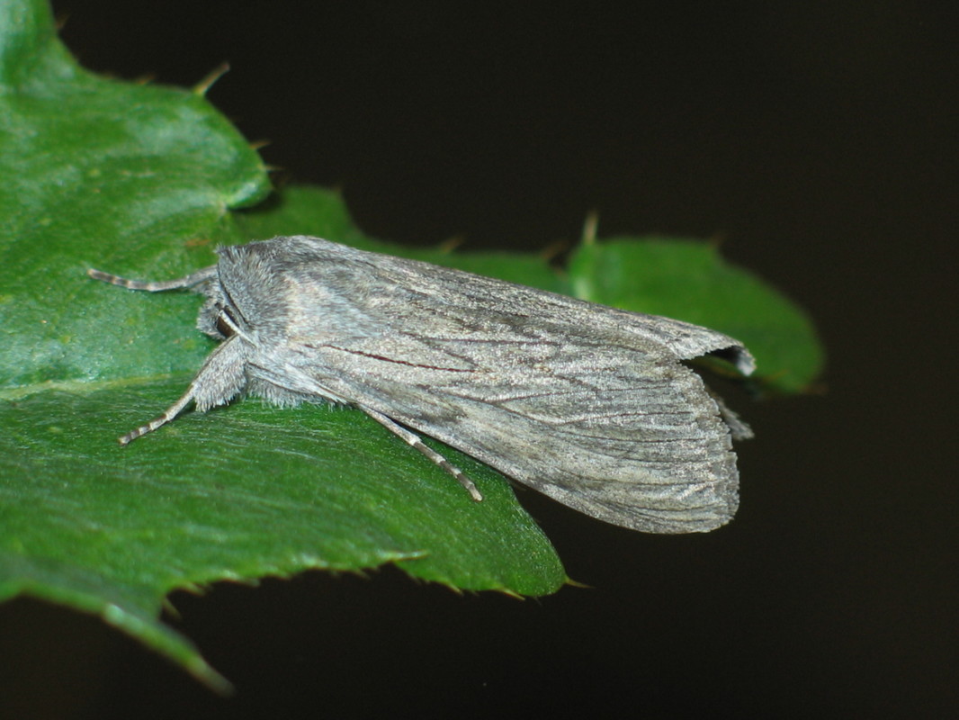 Cucullia lactucae - saláta-csuklyásbagoly
