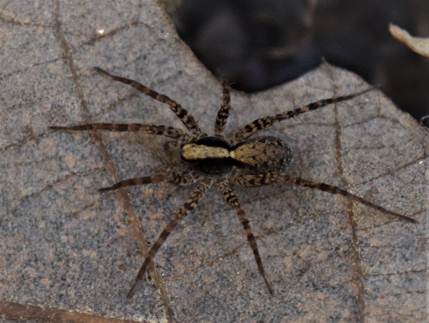 Pardosa alacris/lugubris