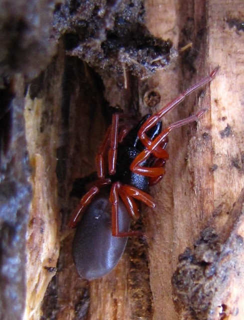 Dysdera