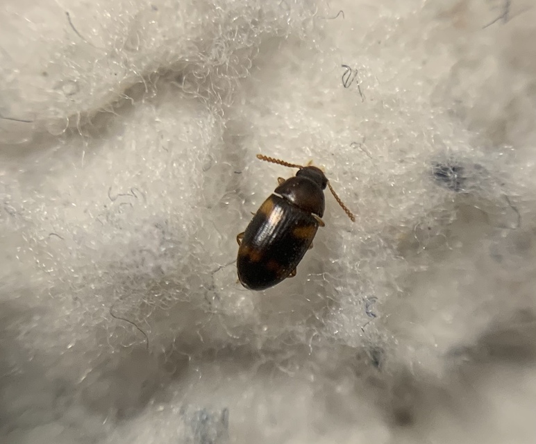 Alphitophagus bifasciatus - alomlakó gyászbogár