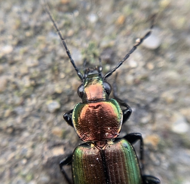 Agonum viridicupreum - rezeszöld kisfutó Agonum viridicupreum - rezeszöld kisfutó
