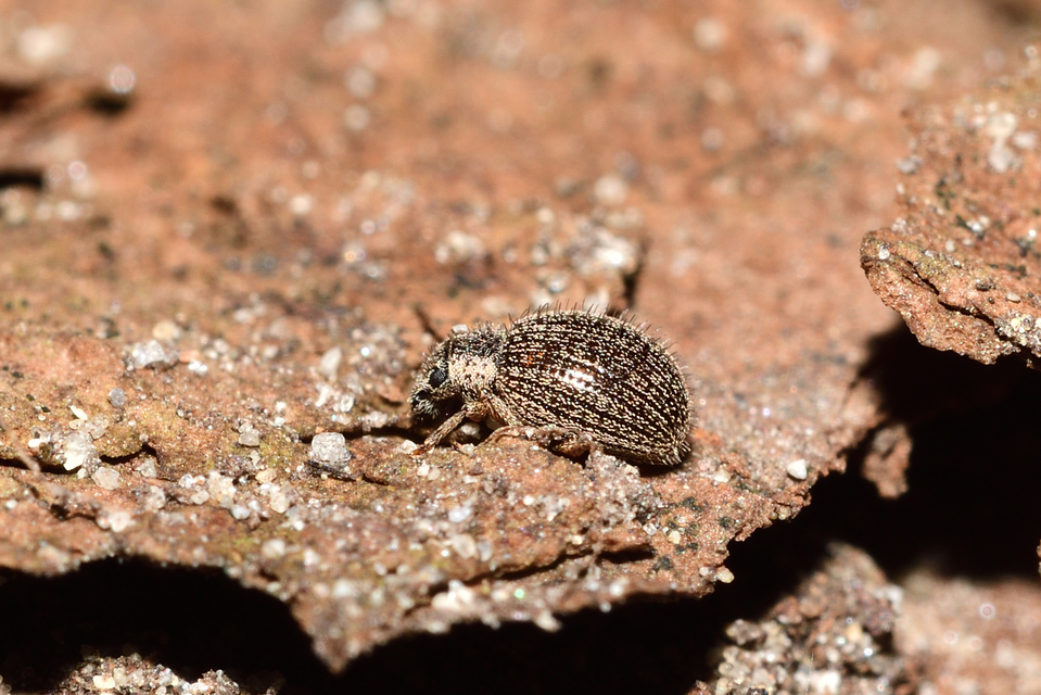 Brachysomus echinatus - tüskés gyepormányos Brachysomus echinatus - tüskés gyepormányos