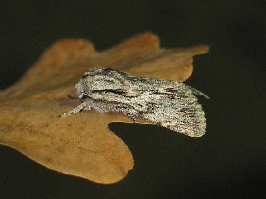 Asteroscopus sphinx - csillagnéző bundásbagoly