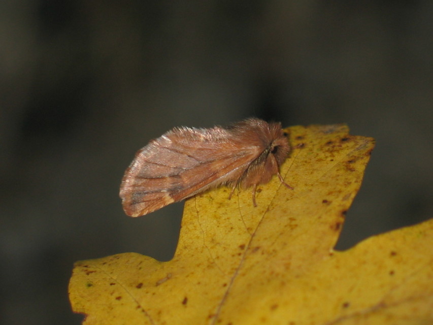 Ptilophora plumigera - tollas púposszövő
