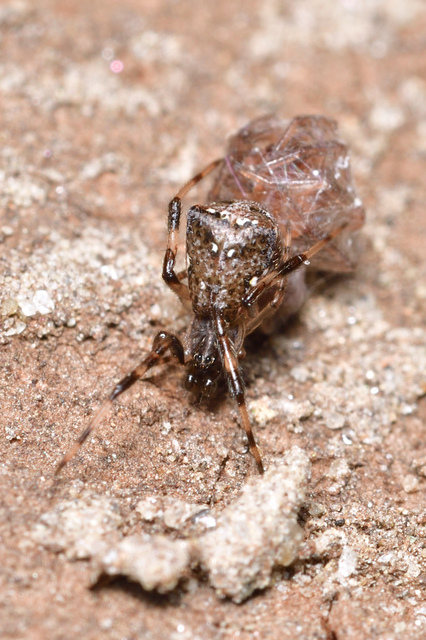 Episinus angulatus