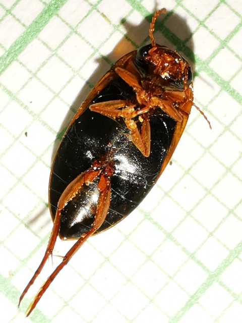 Liopterus haemorrhoidalis - rozsdás csíkbogár Liopterus haemorrhoidalis - rozsdás csíkbogár