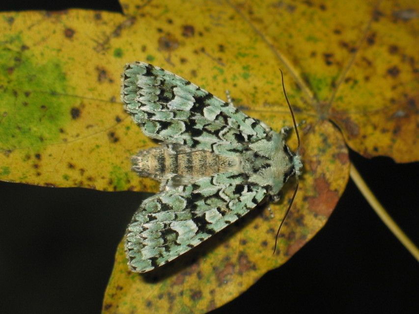 Griposia aprilina - őszi zöldbagoly