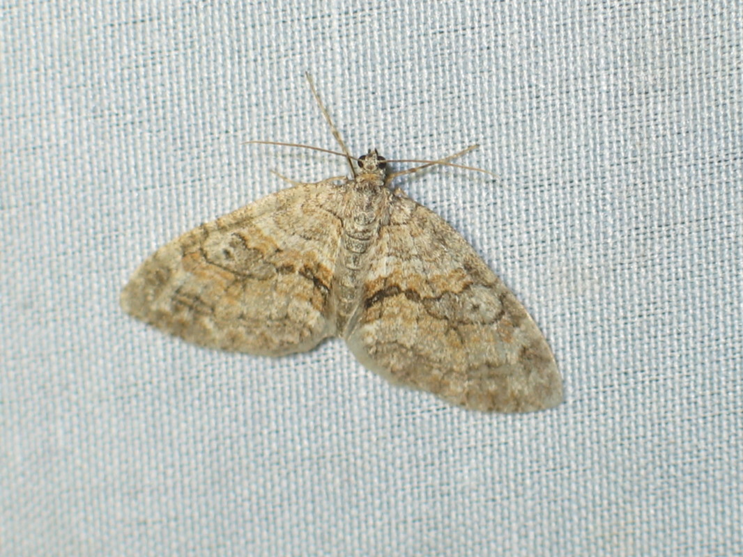 Nothocasis sertata - hegyijuhar-araszoló
