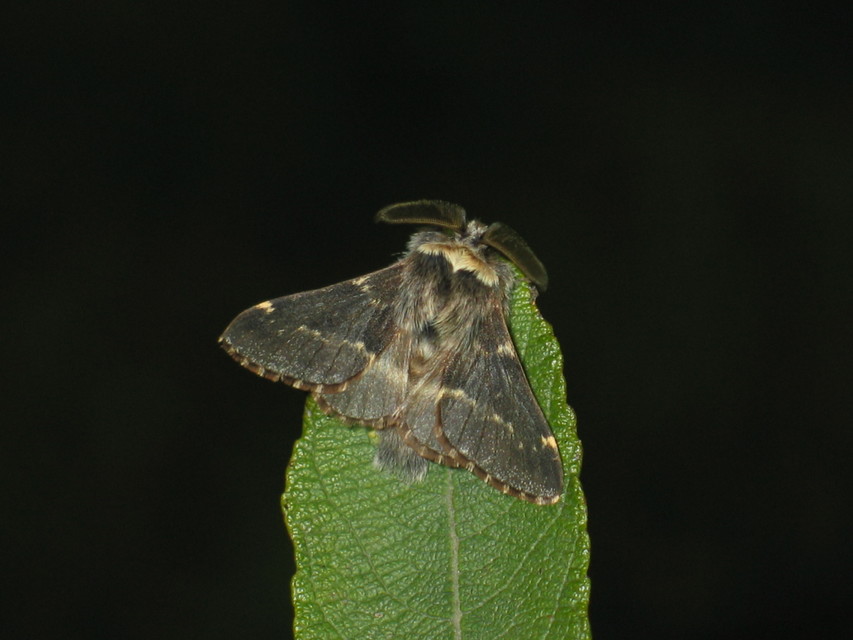 Poecilocampa populi - nyárfaszövő