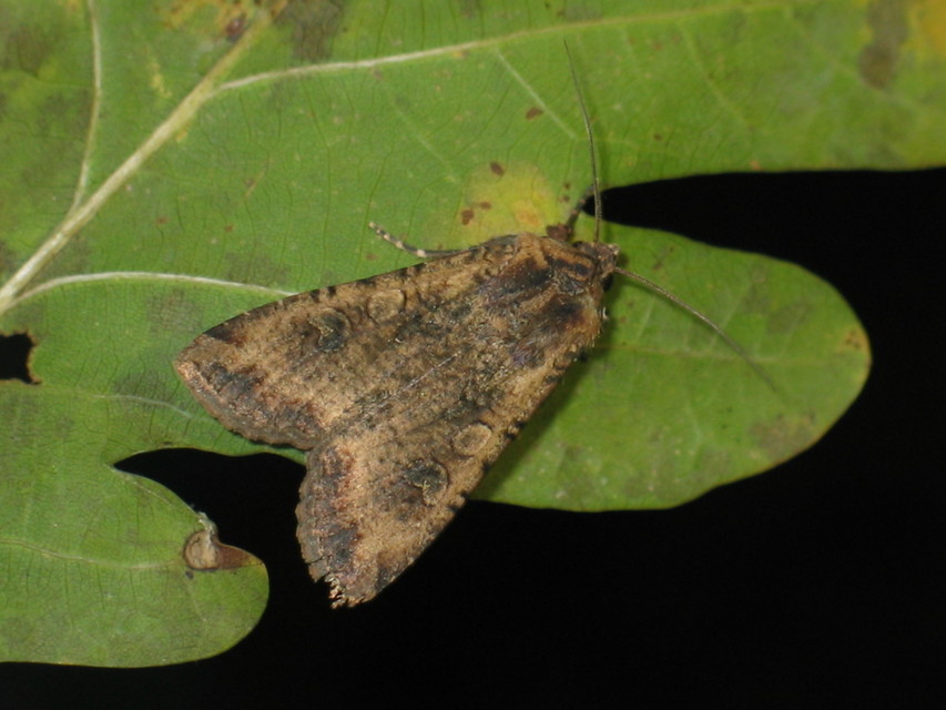 Peridroma saucia - vándor földibagoly