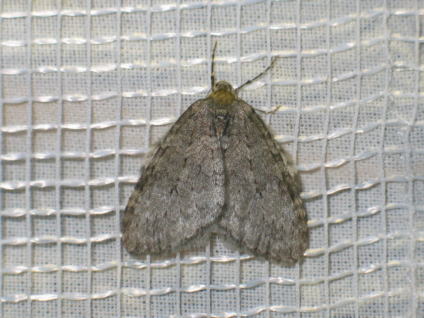 Epirrita christyi/dilutata