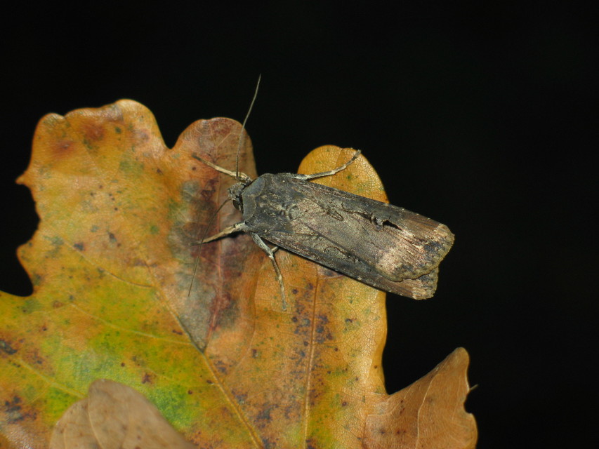Agrotis ipsilon - nagy földibagoly