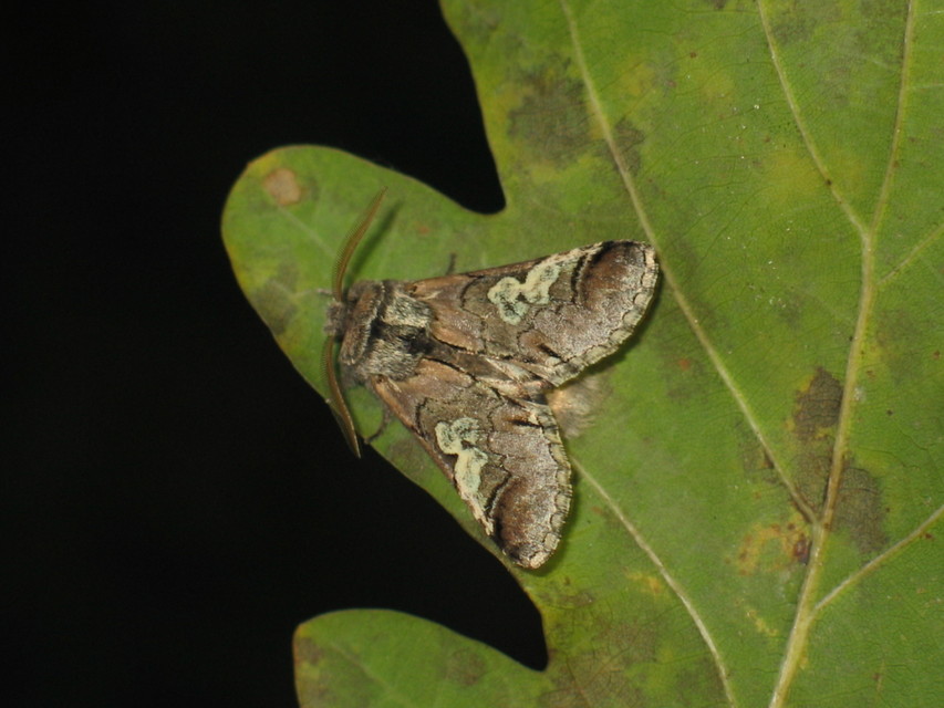 Diloba caeruleocephala - őszi kékesbagoly